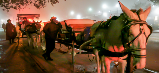 Mule Drawn Carriage